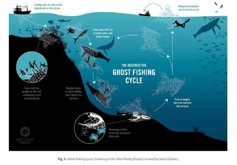 ghost fishing|5 reasons to be more cheerful about the future of the oceans.